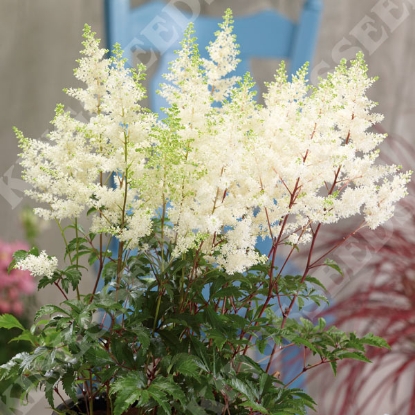 Picture of Astilbe - Astary White
